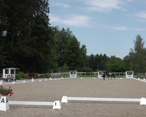 Reitturnier Grüningen 2024