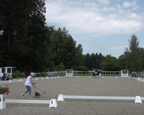 Reitturnier Grüningen 2024