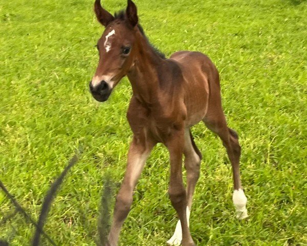 horse Deja Vue H (Westphalian, 2024, from Diamantenglanz)