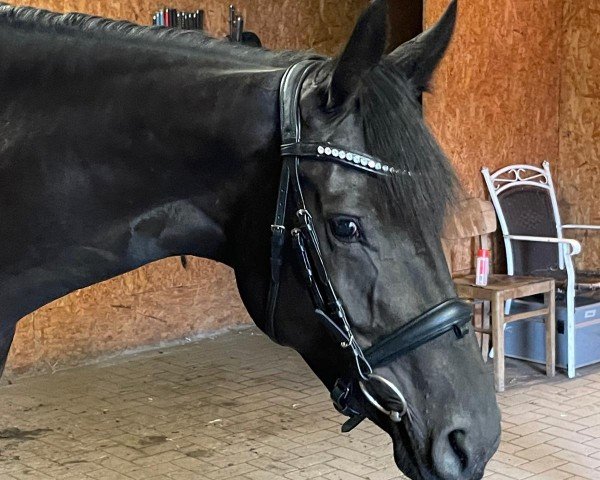Zuchtstute Mylee (Westfale, 2019, von E.H. Millennium)