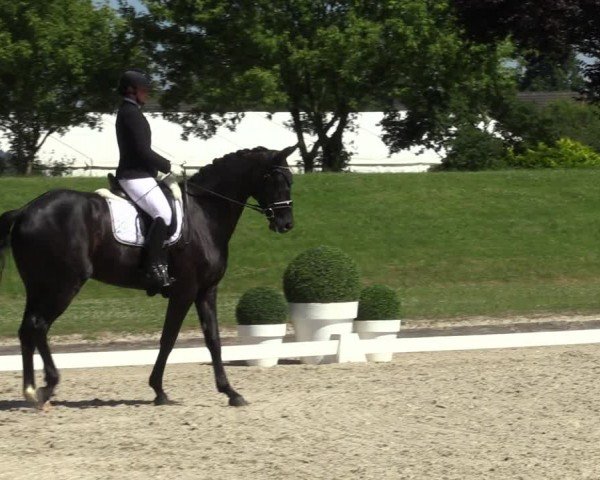 Reitturnier Langenfeld 2024