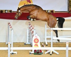 stallion Comme la vie (Westphalian, 2020, from Comme il Faut)