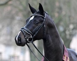 stallion Boccacio (German Sport Horse, 2021, from Belantis II)