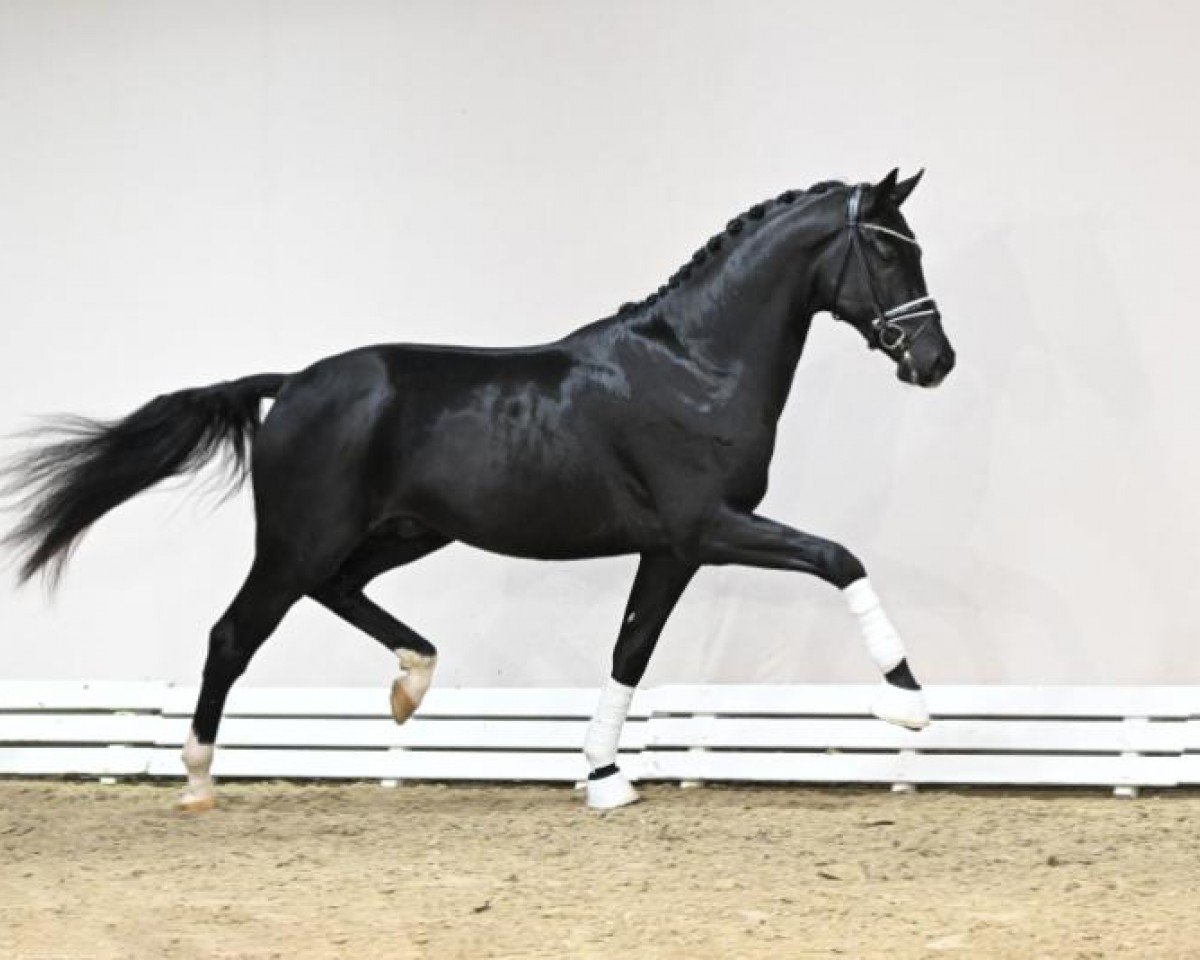 Deckhengst Lindgren (Oldenburger, 2021, von Le Formidable)