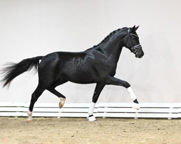 Deckhengst Lindgren (Oldenburger, 2021, von Le Formidable)