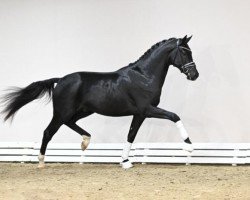 stallion Lindgren (Oldenburg, 2021, from Le Formidable)