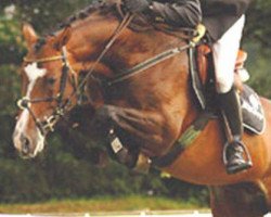 Deckhengst Quidam (Holsteiner, 2000, von Quinar)