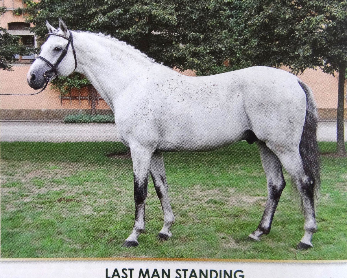 Deckhengst Last Man Standing (Holsteiner, 2001, von Lovari)