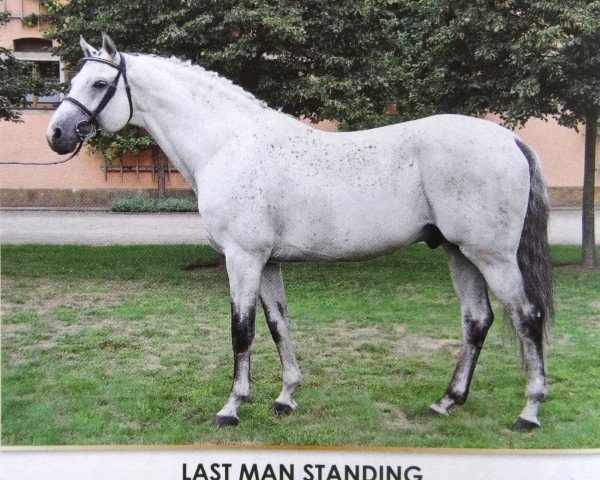 Deckhengst Last Man Standing (Holsteiner, 2001, von Lovari)