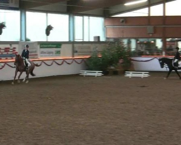 Hallen-Reit- und Springturnier des RV Suedlohn-Oeding für Ponys und Großpferde 2012