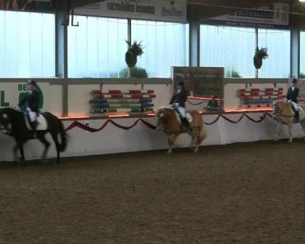 Hallen-Reit- und Springturnier des RV Suedlohn-Oeding für Ponys und Großpferde 2012