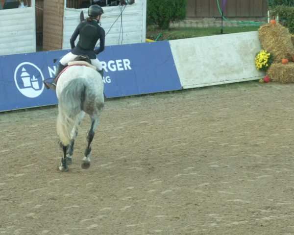 Reitturnier Böblingen 2021