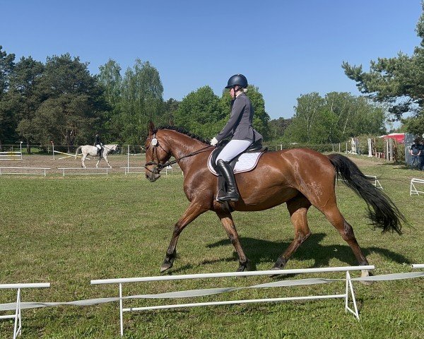 horse Cascadena 3 (German Sport Horse, 2015, from Cappucino)