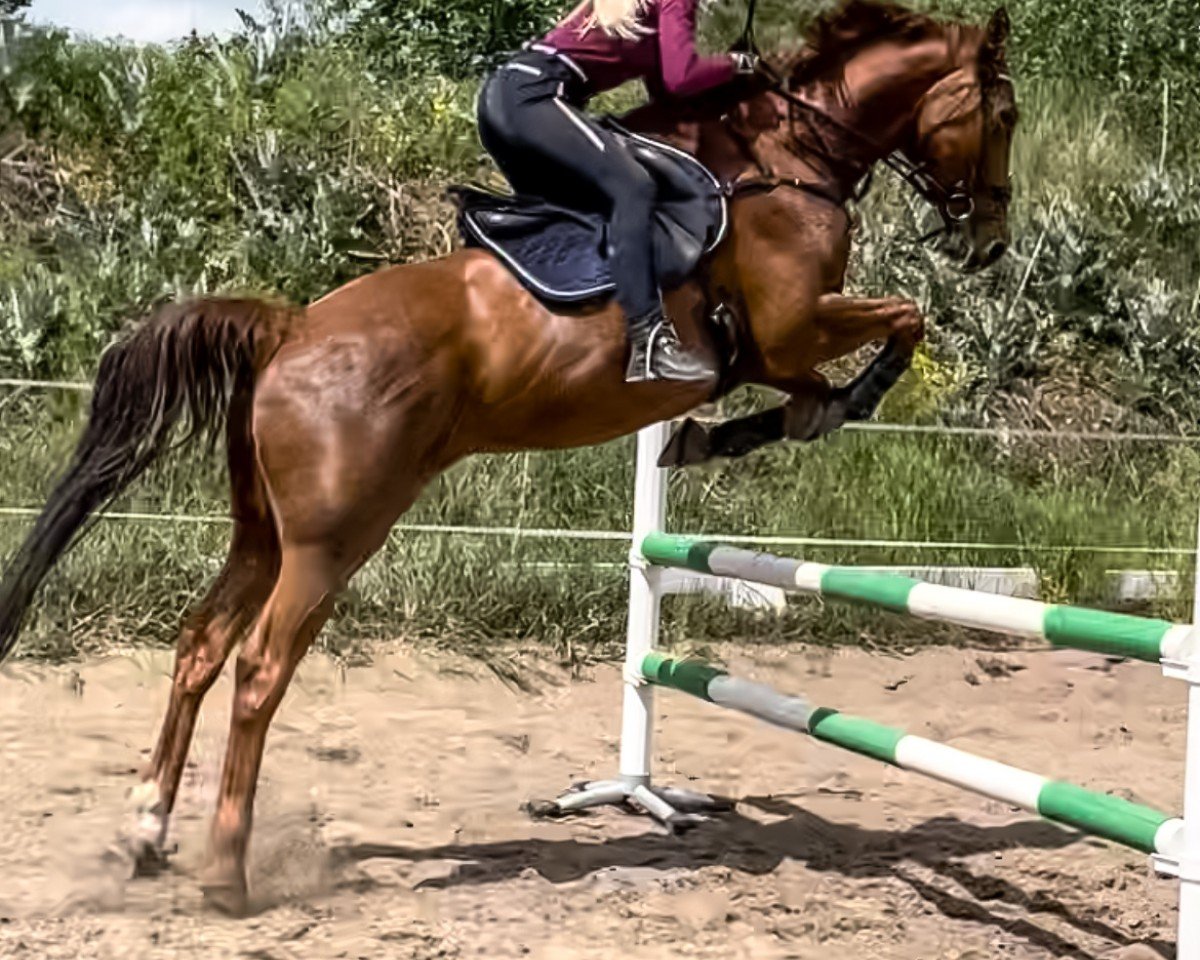 broodmare Paspea (Brandenburg, 2009, from Pasco)