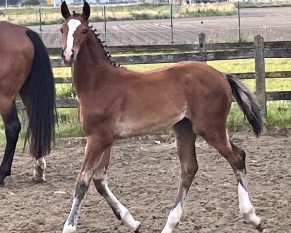 Pferd Bibra (Ermitage- Kalone) (Belgisches Warmblut, 2024, von Ermitage Kalone)