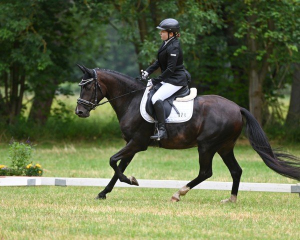 horse Django (German Riding Pony, 2019, from Del Estero NRW)