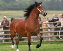 broodmare Pennal Super Model (Welsh-Cob (Sek. D), 2008, from Gwenllan Brynmor)