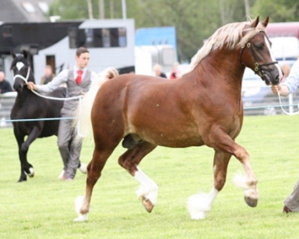 Pferd Penal Carwyn (Welsh-Cob (Sek. D),  , von Pennal Welsh Guard)