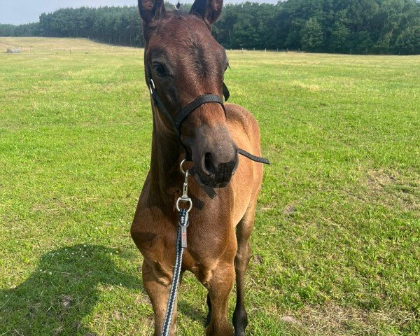 horse Mirabell AP (Oldenburg show jumper, 2024, from Monte Bellini)