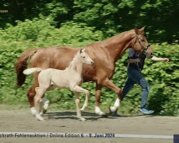 broodmare Quick Response de Cologne (Hanoverian, 2024, from Qaside Md)