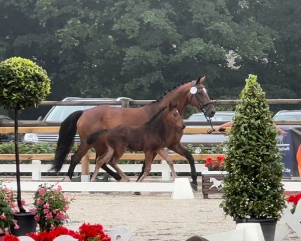 horse Lyria G (Westphalian, 2024, from Ogano)