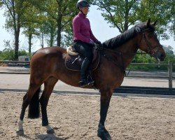 jumper Genevieve van Lage (Zangersheide riding horse, 2019, from Gaillard de La Pomme)