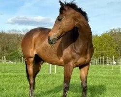 Springpferd La Stanga (Englisches Vollblut, 2010)