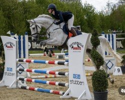 jumper El Blindo (KWPN (Royal Dutch Sporthorse), 2019, from Cellestial)