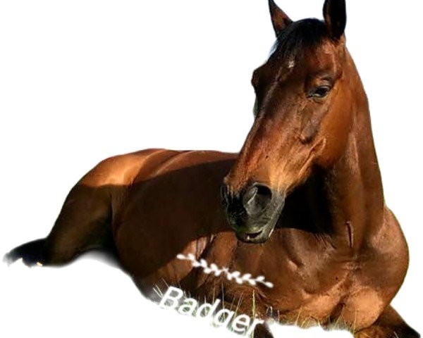 horse Mr Wimpy San Badger (Quarter Horse, 2000, from Olena San Badger)