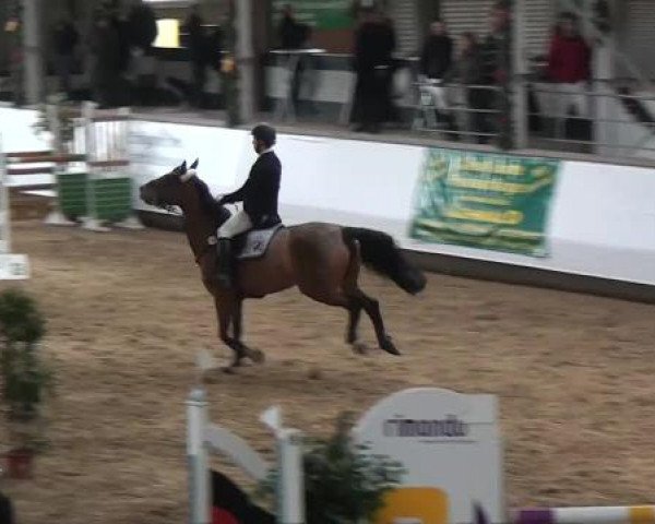 20. Winter Hallen Reit- und Springturnier RFV Alt-Marl 28.-30.12.2012