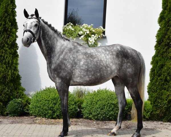 Zuchtstute Bicorne (Westfale, 2019, von Pr.H. Bingo Boy)