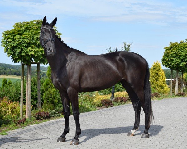Zuchtstute Ces't Si Bon Lady (Westfale, 2018, von Secret)