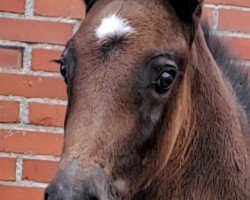 Pferd Stute von Mindset ES / Cardento (Oldenburger Springpferd, 2024, von VDL Mindset Es)