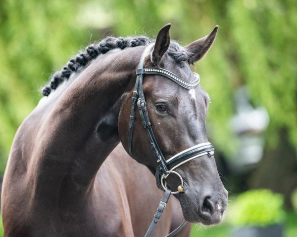 dressage horse From Dusk till Dawn 5 (German Sport Horse, 2017, from Feriado)