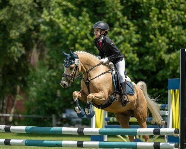 dressage horse Raphaela 126 (Welsh-Pony (Section B), 2019, from Maarlen's Romeo)