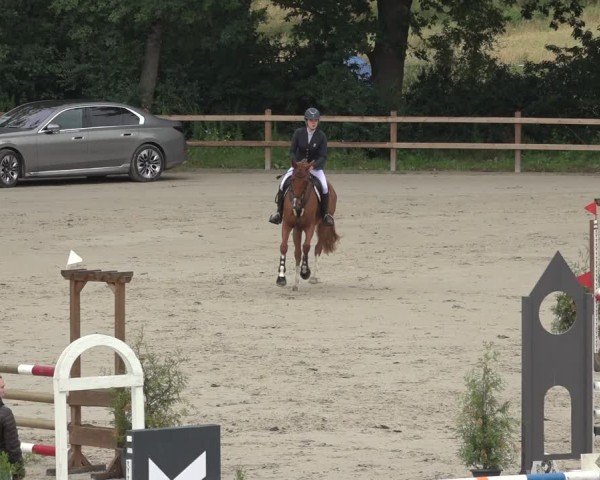 Reitturnier Scharnebeck 2024