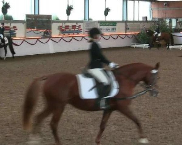 Hallen-Reit- und Springturnier des RV Suedlohn-Oeding für Ponys und Großpferde 2012