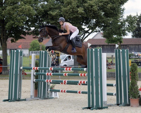 jumper Clarita (Oldenburg show jumper, 2016, from Capote 3)