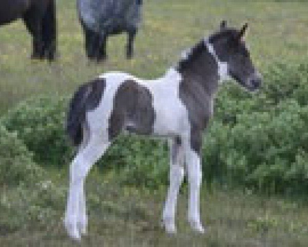 broodmare Finney frá Öddhóli (Iceland Horse, 2012, from Álfarinn frá Syðri-Gegnishólum) broodmare Finney frá Öddhóli (Iceland Horse, 2012, from Álfarinn frá Syðri-Gegnishólum)