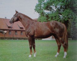 stallion Trapper (Hanoverian, 1973, from Traugott)