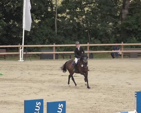 Reitturnier Scharnebeck 2024