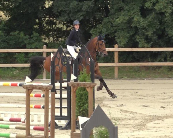 Reitturnier Scharnebeck 2024