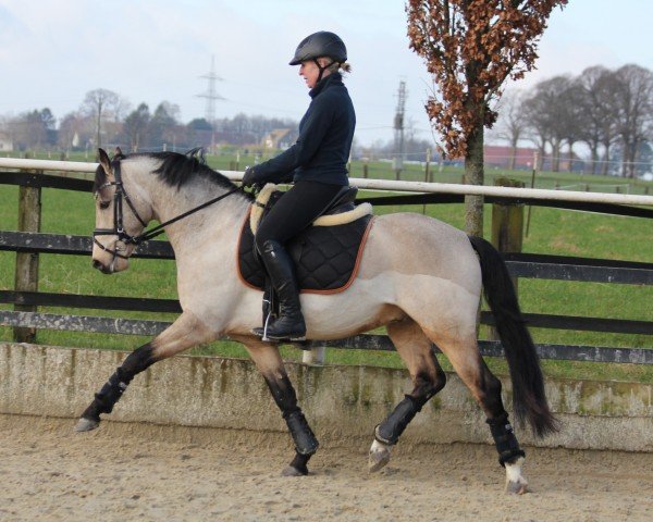 Deckhengst Weidners Desert Dream (Deutsches Reitpony, 2019, von D-Power AT)