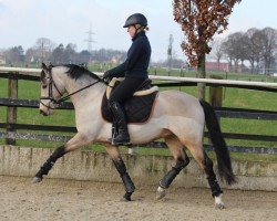 Deckhengst Weidners Desert Dream (Deutsches Reitpony, 2019, von D-Power AT)
