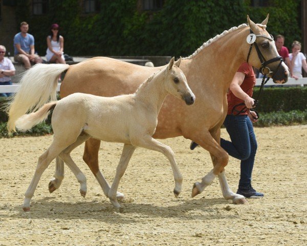 horse Weidners Drachenzauber (German Riding Pony, 2022, from Danny Gold)