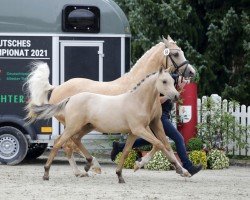 horse Weidners Desert Wind (German Riding Pony, 2021, from D-Power AT)