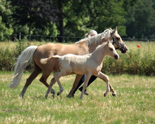 horse Weidners Drachengold (German Riding Pony, 2023, from Danny Gold)