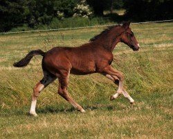 horse Weidners Vision (German Riding Pony, 2023, from Valido's Grey L'Amour G)