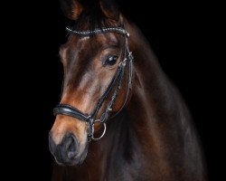 dressage horse Conrad (Oldenburg show jumper, 2018, from Comfort)