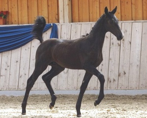 horse Fangio (Trakehner, 2016, from Sir Sansibar)